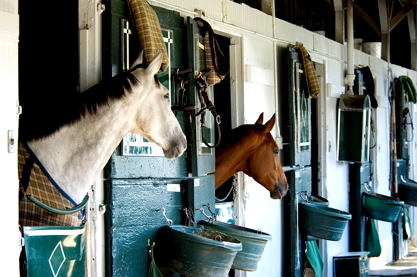 Horses in Stable Kentucky Ophthalmology Job OjO Ophthalmology jobs Online KY MD needed2
